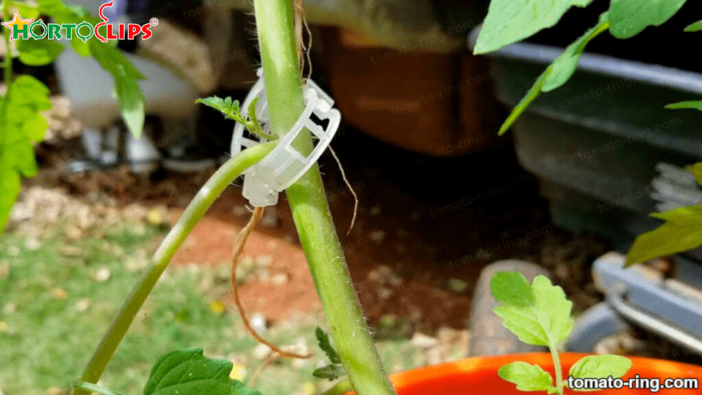 tomato staking ring